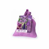 Bulbes de fleurs The Purple Bag en mélange - Le paquet de 20 bulbes - Willemse