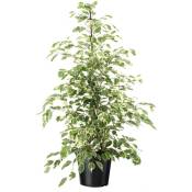 Plant In A Box - Ficus Benjamina Twilight - Pot 21cm