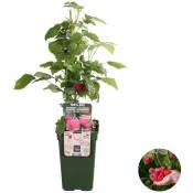 Rubus ideaus Suguna Red – Framboisier – Arbre fruitier