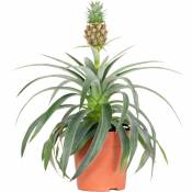 Bloomique - Ananas comosus 'Mi Amigo' – Plant d'ananas – Entretien facile – ⌀12 cm – ↕30-35 cm - Green