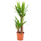 Bloomique - Yucca 'Elephantipes' 2 tigres - Lys palmier par pièce - Plante d'intérieur et pot de pépinière ⌀17 cm - ↕60-70 cm