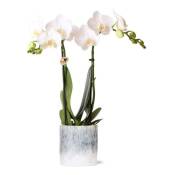 Kolibri Orchids - Orchidée Phalaenopsis blanche -
