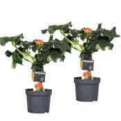Plant In A Box - Jatropha Podagrica - Set de 2 - Pot