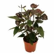 Anthurium andreanum Black Karma - avec fleur noire