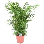 Plant In A Box - Chamaedorea elegans - Palmier de salon
