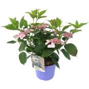 Plant In A Box - Hydrangea 'Magic Pillow' - Hortensia