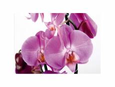 Violet orchid, photo murale intissée, 360x270 cm, 4 parties