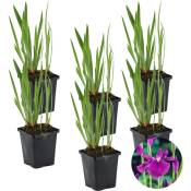 6x Iris 'Kaempferi' - Iris japonais - Plante de bassin - Rustique - ⌀9 cm - ↕20-30 cm