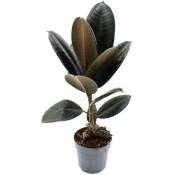 Exotenherz - Hévéa - Ficus elastica Abidjan - Pot