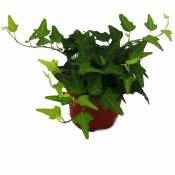 Exotenherz - Lierre - Hedera - pot de 9cm - plante d'intérieur