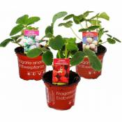 Extraordinaires variétés de fraises - 3 plantes - Fraise blanche 'Blanche-Neige' - Ananas fraise - Framboise fraise