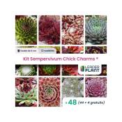 Leaderplantcom - Kit Sempervivums Chick Charms ® -