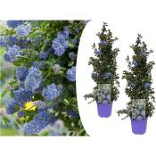 Plant In A Box - Ceanothus thyrsiflorus Repens - Set de 2 - Arbuste - Pot 17cm - Hauteur 60-70cm - Bleu