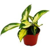Mini Plante - Hoya carnosa tricolor - Fleur de porcelaine