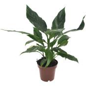 Plant In A Box - Spathiphyllum Diamond 'lys de la paix' - Pot 12cm - Hauteur 40-50cm - Vert
