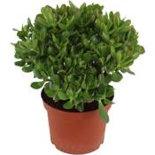 Crassula ovata 'Minor' L - Plante d'intérieur - Succulente - ⌀ 23cm - H45-50cm - Blanc
