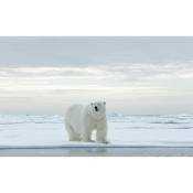 Hxadeco - Affiche grand ours blanc et banquise - 60x40cm