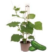 Plant de concombre Snack Concombre - pour balcon et jardin - pot 14cm - légumes à emporter