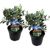 Plant In A Box - Olea Europaea - Set de 2 - Buisson d'olivier - Pot 14cm - Hauteur 25-40cm - Blanc