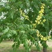 Savonnier ou Bois de Panama (Koelreuteria Paniculata)