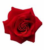 Grande fleur de rose à clip rouge cramoisi sur flamenco