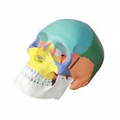 MagiDeal 3pcs Colorées Anatomique Humaine Life Taille