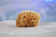Eponge de mer Honeycomb/Nid d'Abeille - Naturelle -